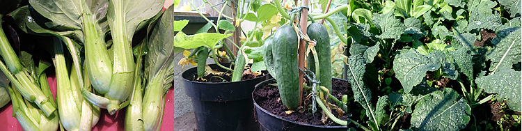 Skörd av pak choi. I växthuset växer en gurkplanta och svartkål i bädd.