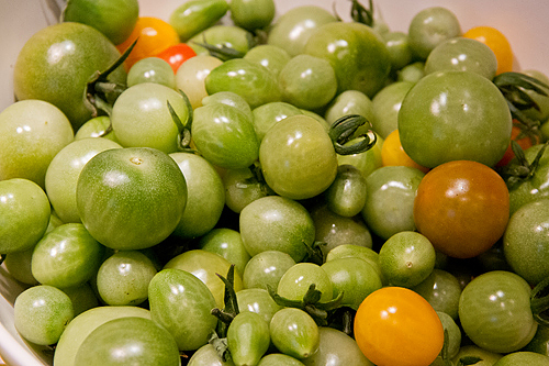 Skörd av gröna tomater