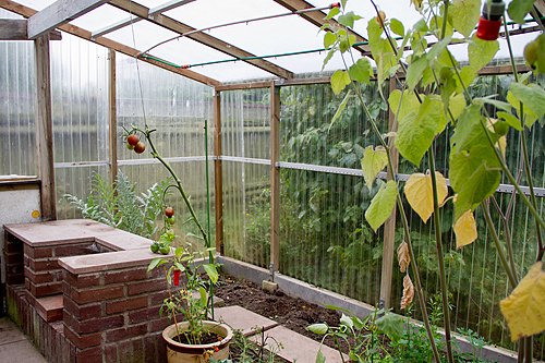Oj vilken skillnad från i somras när grannens växthus huserade ett 20-tal tomatplantor, 5 paprikaplantor, physsalisplantor mm