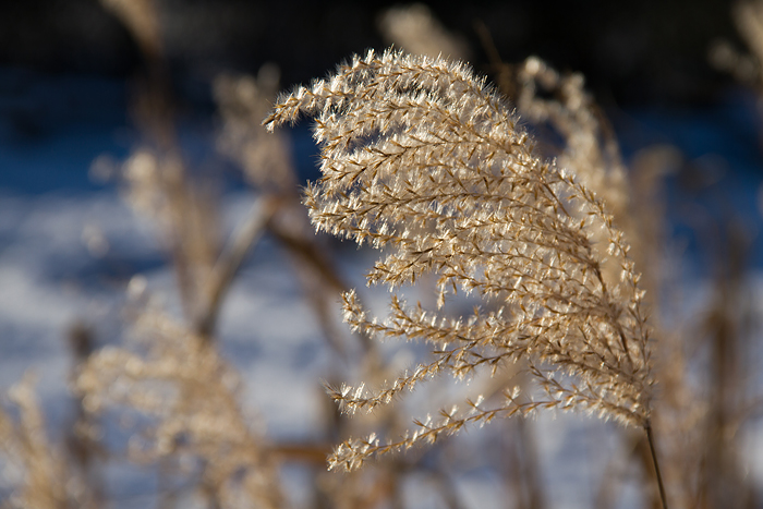 Snö och sol_Gräs