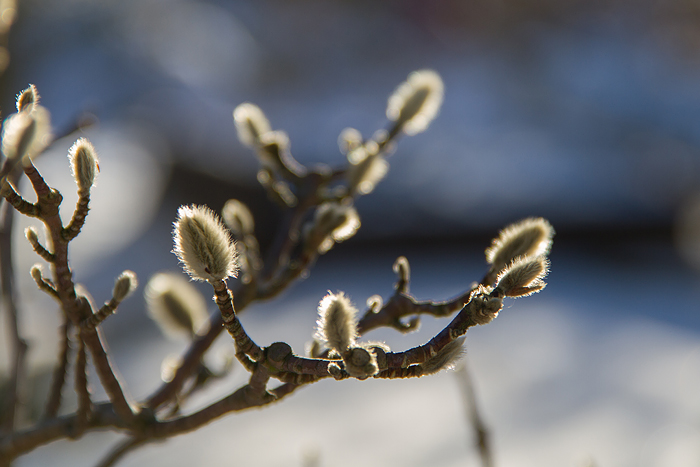 Snö och sol_magnolia