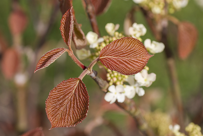 Japanskt gaffelolvon Viburnum furcatum