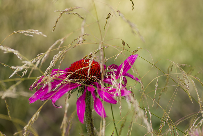 Echinacea rosa och gräs-1
