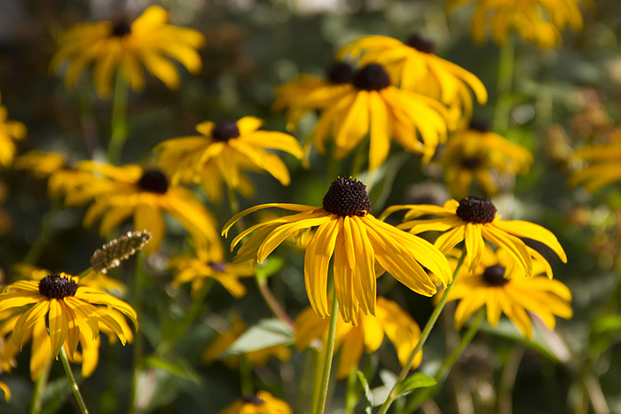 Strålrudbeckia-1