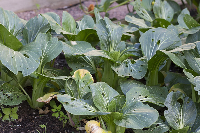 Pak choi-1